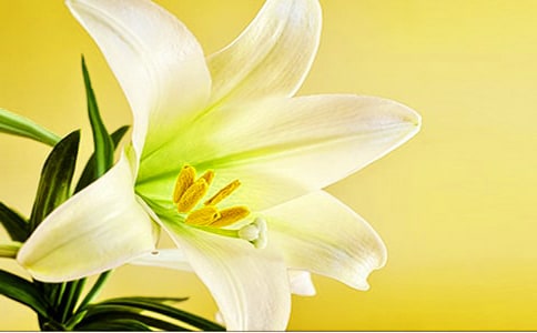 观察百合花的日记5篇