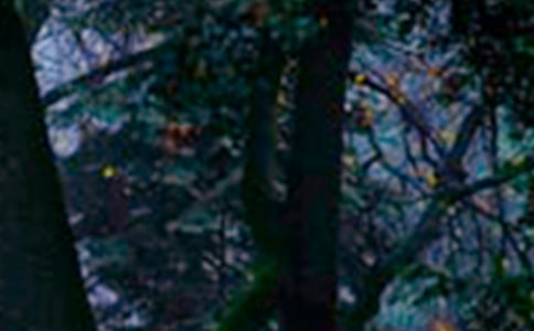 【实用】三年级森林的作文合集6篇