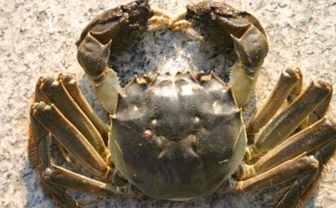 螃蟹的作文600字3篇