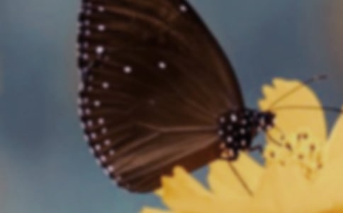 蝴蝶的作文（必备5篇）