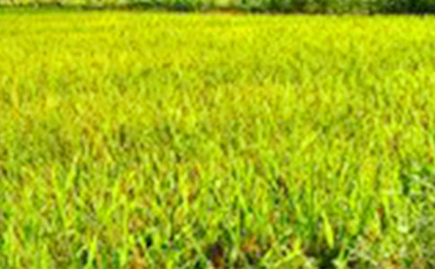 (优秀)田野的四季作文6篇