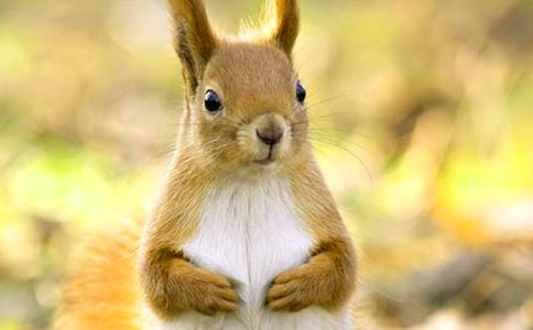 小松鼠童话作文6篇(必备)