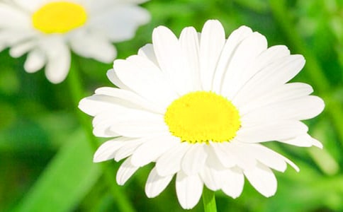 （实用）实用的写菊花的作文