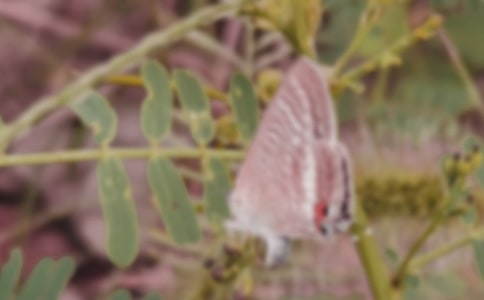 蝴蝶的作文【精选5篇】