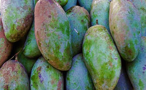 家乡的芒果作文实用(2篇)