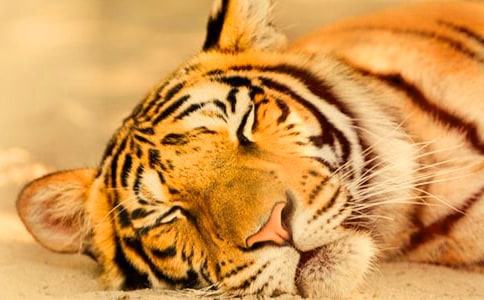 老虎童话作文【大全9篇】