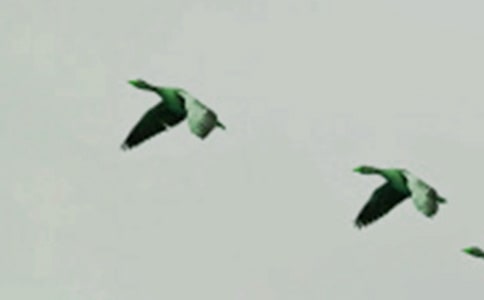 (热)小鸟的作文4篇