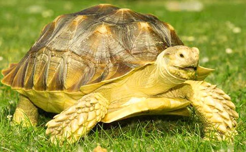 （精选）小乌龟的作文3篇