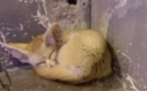 【通用】狐狸的故事作文