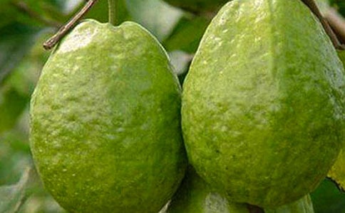 家乡的石榴作文300字六篇