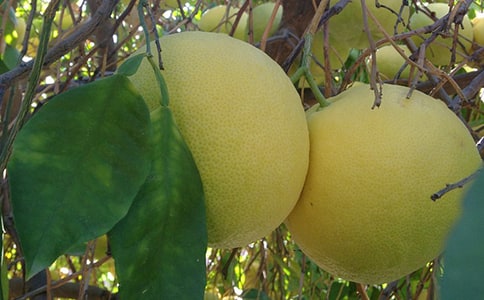 【精华】柚子作文300字7篇