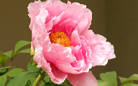 三年级牡丹作文汇总九篇