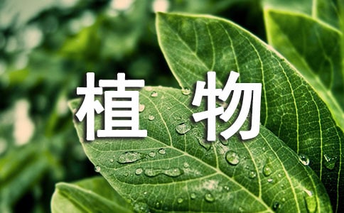 【实用】植物观察日记模板九篇