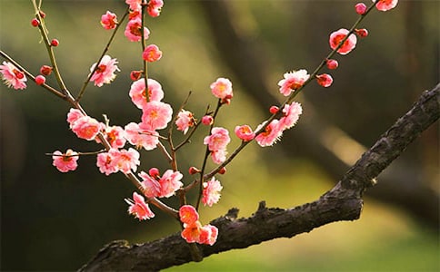 【合集】实用的写梅花的作文4篇