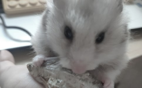 仓鼠观察日记模板集合10篇