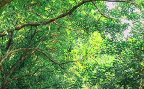 简短的朋友早安QQ问候语汇编55条