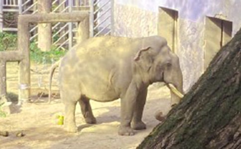 实用的大象童话作文(推荐)