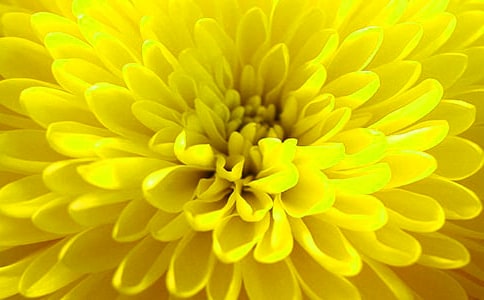 实用的描写菊花作文【精选】