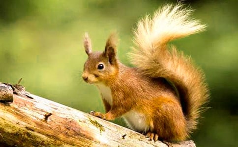 小松鼠童话作文集锦9篇