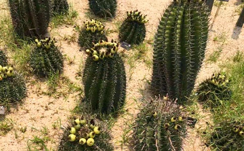 仙人掌观察日记6篇