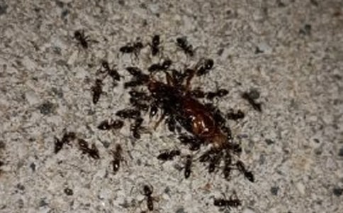 【精选】蚂蚁观察日记集合8篇