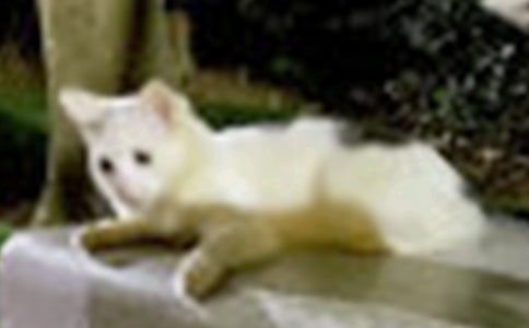 关于小猫作文300字十篇