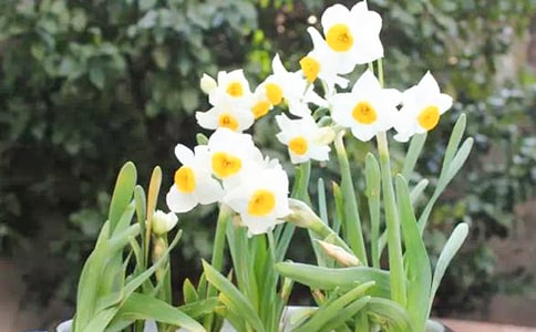 【精华】水仙花观察日记范文八篇