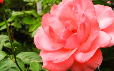 月季花观察日记模板汇编八篇