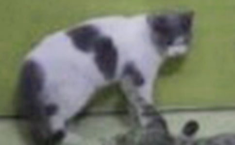【精华】我家的小猫作文汇编10篇