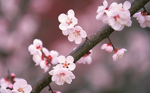 [优]桃花作文3篇