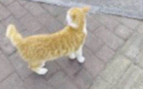 关于小猫的故事作文汇总十篇
