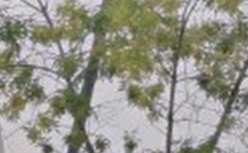 简单的适合早上发的早安微信问候语集锦31句