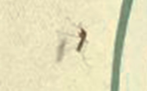 写给蚊子的一封信合集15篇