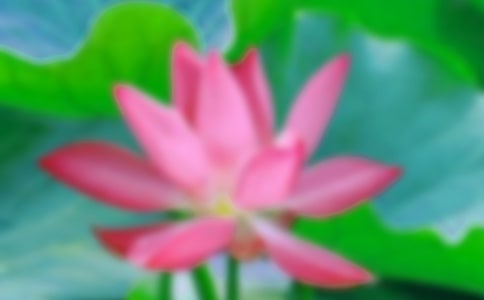 【优秀】美丽的荷花的作文400字9篇