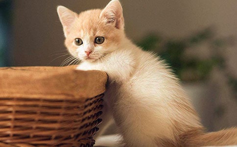 【精品】小猫的故事作文汇总七篇