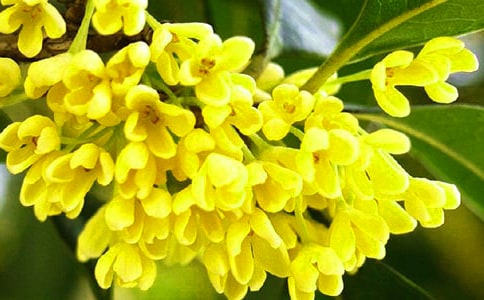 写桂花的作文300字优选[7篇]