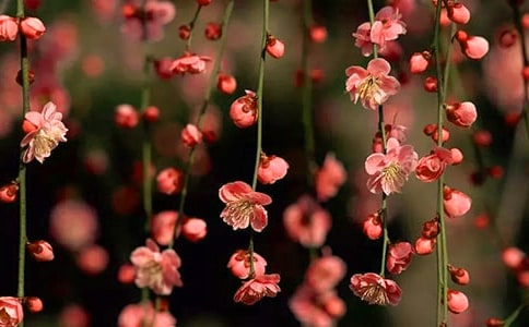 春天的桃花作文锦集3篇