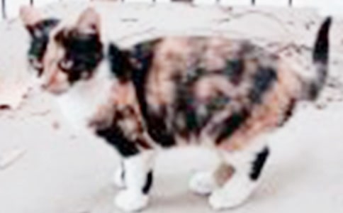 实用的小猫咪作文汇总八篇