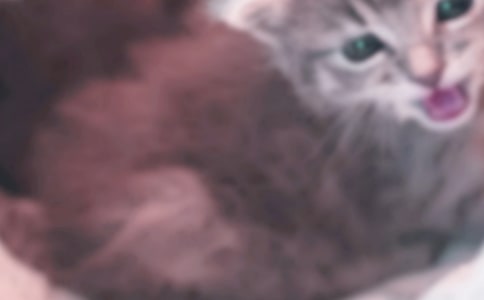 【必备】小猫的故事作文汇总五篇
