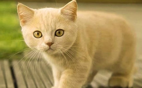 【推荐】小猫作文300字合集9篇