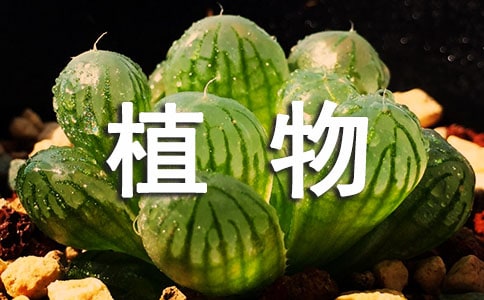 （通用）植物朋友的作文