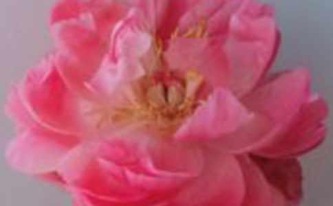 (优选)写玫瑰的作文8篇