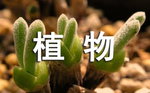 精选植物观察日记九篇