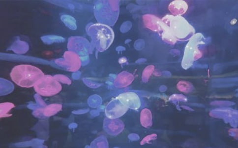 游海洋公园作文[范例4篇]