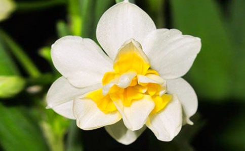 关于水仙花观察日记范文汇总八篇