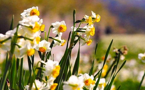 精选水仙花观察日记范文集合九篇