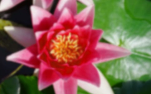 写荷花的作文600字(通用)