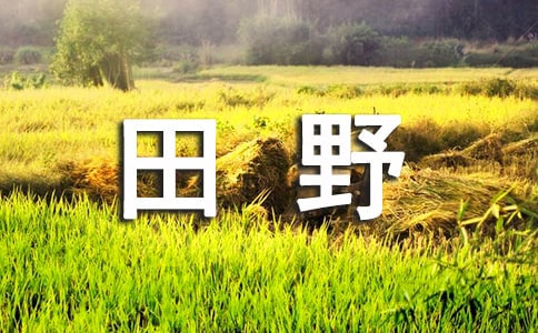 实用的美丽的田野作文[实用]