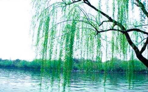关于春天柳树的作文