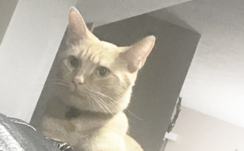 【精华】小猫的故事作文合集六篇